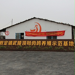 双定镇武陵顶哈肉鸽养殖示范基地