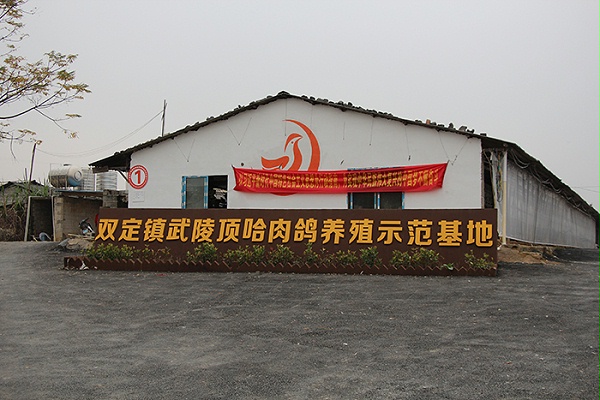 双定镇武陵顶哈肉鸽养殖示范基地