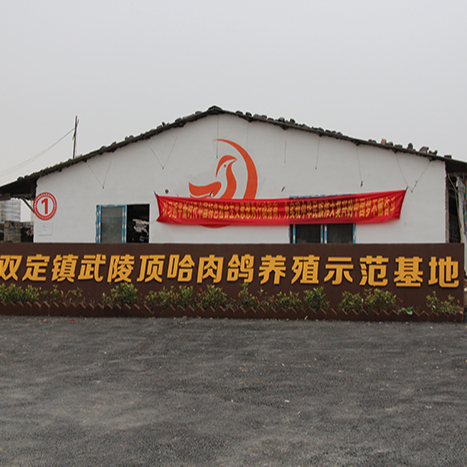 双定镇武陵顶哈肉鸽养殖示范基地