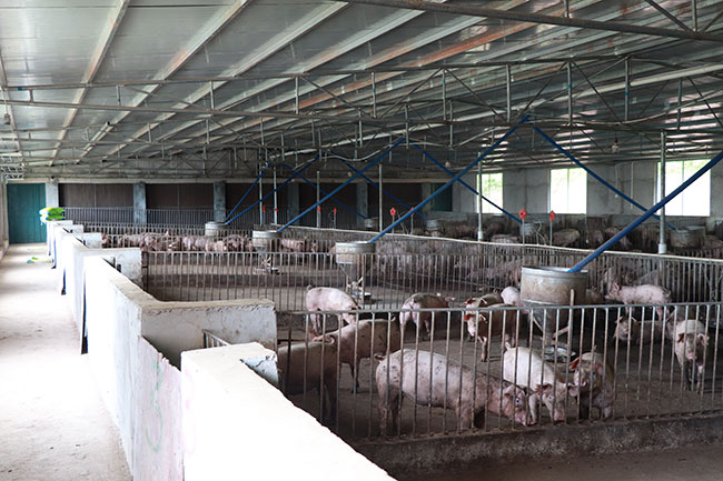 内江猪是我国华北、东北、西北和西南等地区开展猪杂种优势利用的良好亲本之一